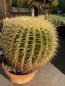 Preview: Ferocactus grusonii